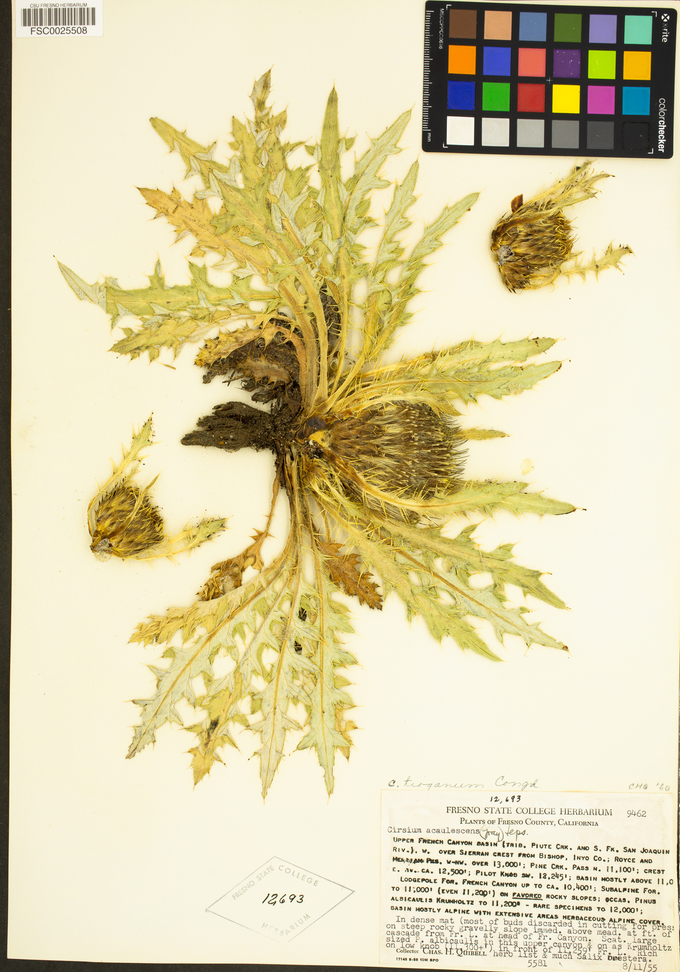 Cirsium scariosum var. congdonii image