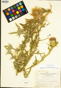 Cirsium vulgare image