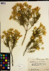 Ericameria linearifolia image