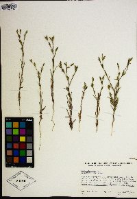 Madia glomerata image