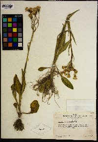 Senecio aronicoides image