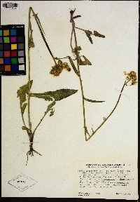 Senecio integerrimus var. major image