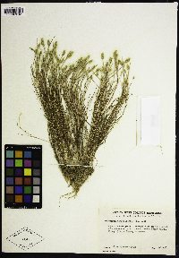 Polypogon monspeliensis image