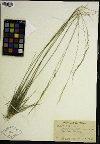 Eriocoma lemmonii subsp. lemmonii image