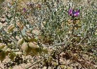 Image of Astragalus lentiginosus