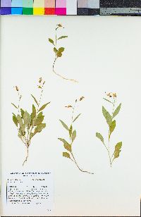 Campanula scouleri image