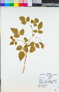 Rubus spectabilis image