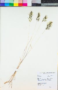 Poa bulbosa image