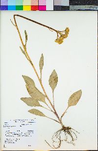 Senecio integerrimus image