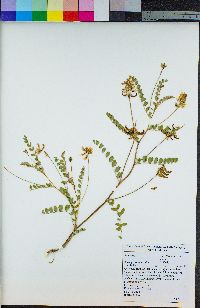 Astragalus umbraticus image