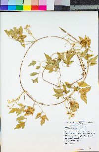 Clematis ligusticifolia image