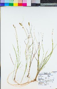 Image of Carex echinata