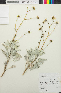 Encelia farinosa image