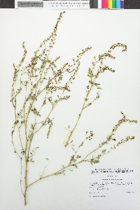 Ambrosia acanthicarpa image