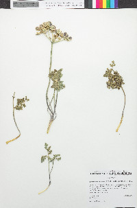 Lomatium mohavense image