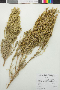 Artemisia tridentata subsp. tridentata image