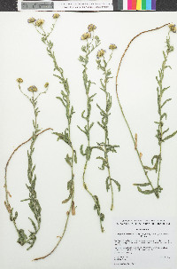 Erigeron breweri var. porphyreticus image