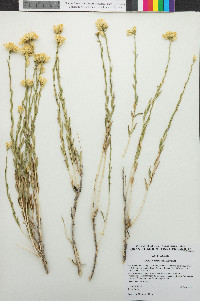 Chrysothamnus depressus image