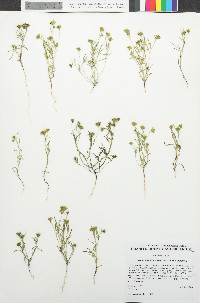 Picradeniopsis multiflora image