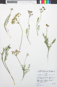 Lomatium nevadense var. nevadense image