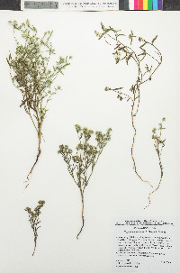 Cryptantha watsonii image