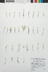 Eriophyllum lanosum image