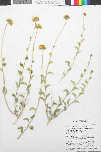 Encelia resinifera image