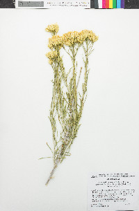 Ericameria nauseosa image