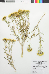 Chrysothamnus viscidiflorus subsp. viscidiflorus image