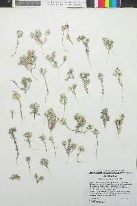 Stylocline micropoides image