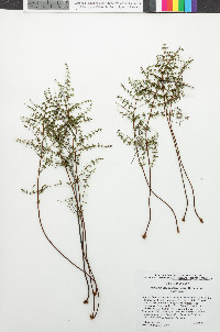 Pellaea mucronata var. mucronata image