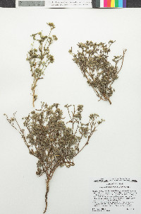 Cryptantha watsonii image