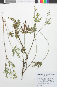 Sanicula crassicaulis image