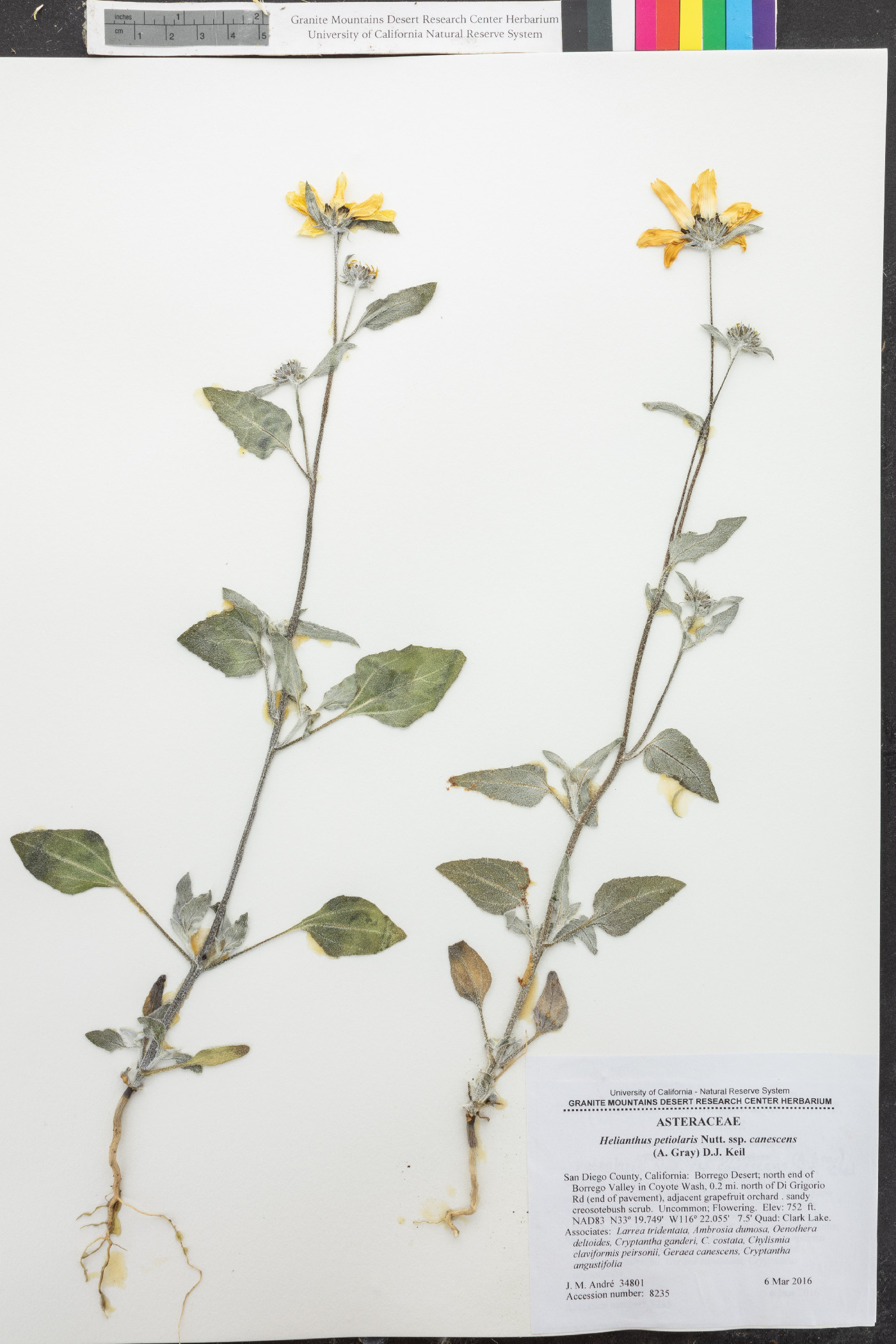 Helianthus petiolaris subsp. canescens image