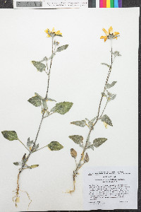 Helianthus petiolaris subsp. canescens image