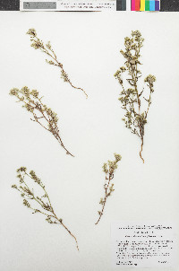 Cryptantha maritima image