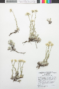 Antennaria microphylla image