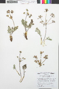 Lomatium foeniculaceum image