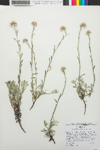 Antennaria rosea image