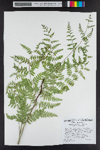 Pteridium aquilinum image