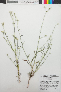 Cryptantha intermedia var. intermedia image