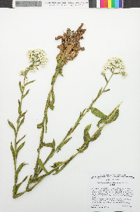 Pseudognaphalium californicum image