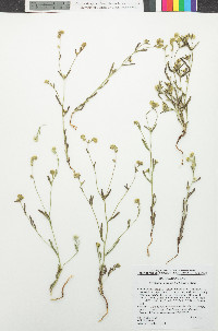 Cryptantha watsonii image