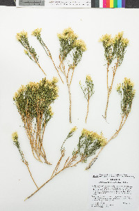 Ericameria laricifolia image