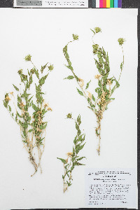 Brickellia atractyloides var. arguta image