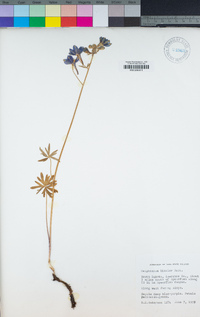 Delphinium bicolor image