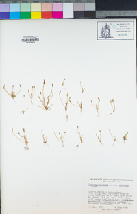 Myosurus apetalus var. montanus image