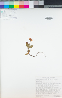 Chimaphila menziesii image