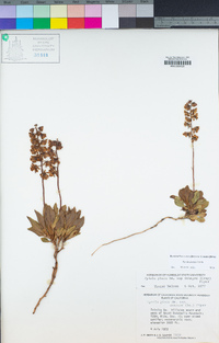 Pyrola picta image