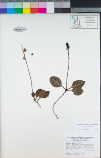 Pyrola picta image